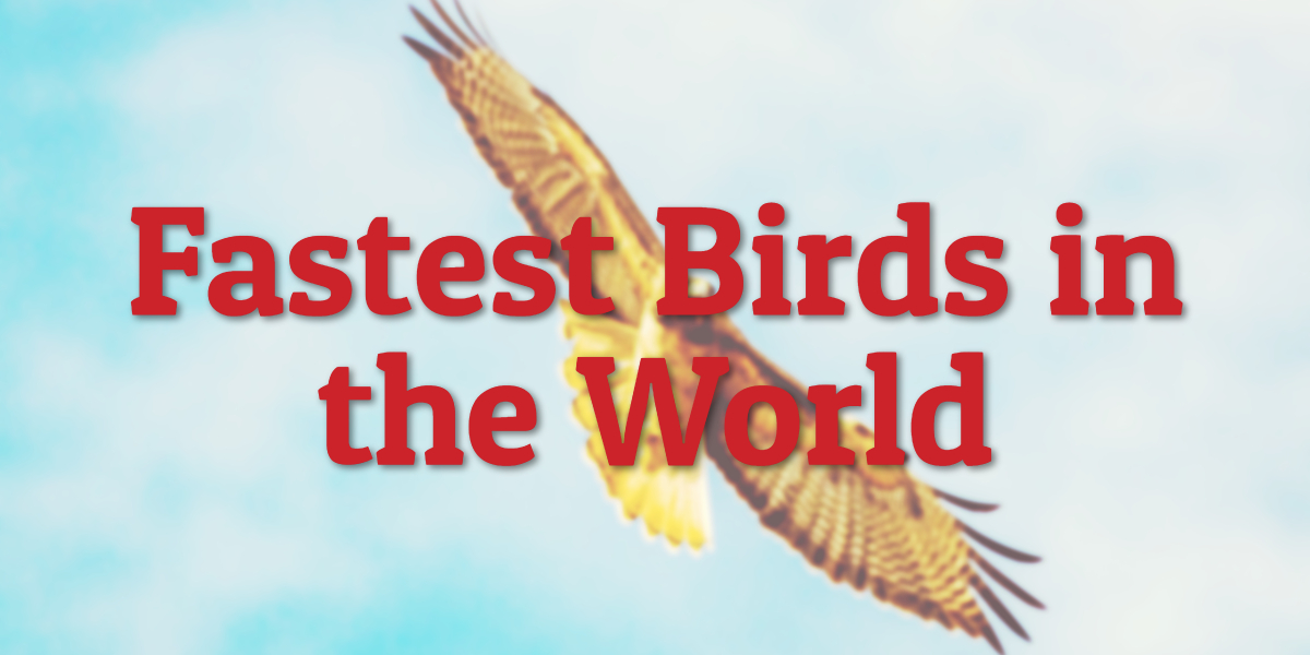 Fastest Birds in the World
