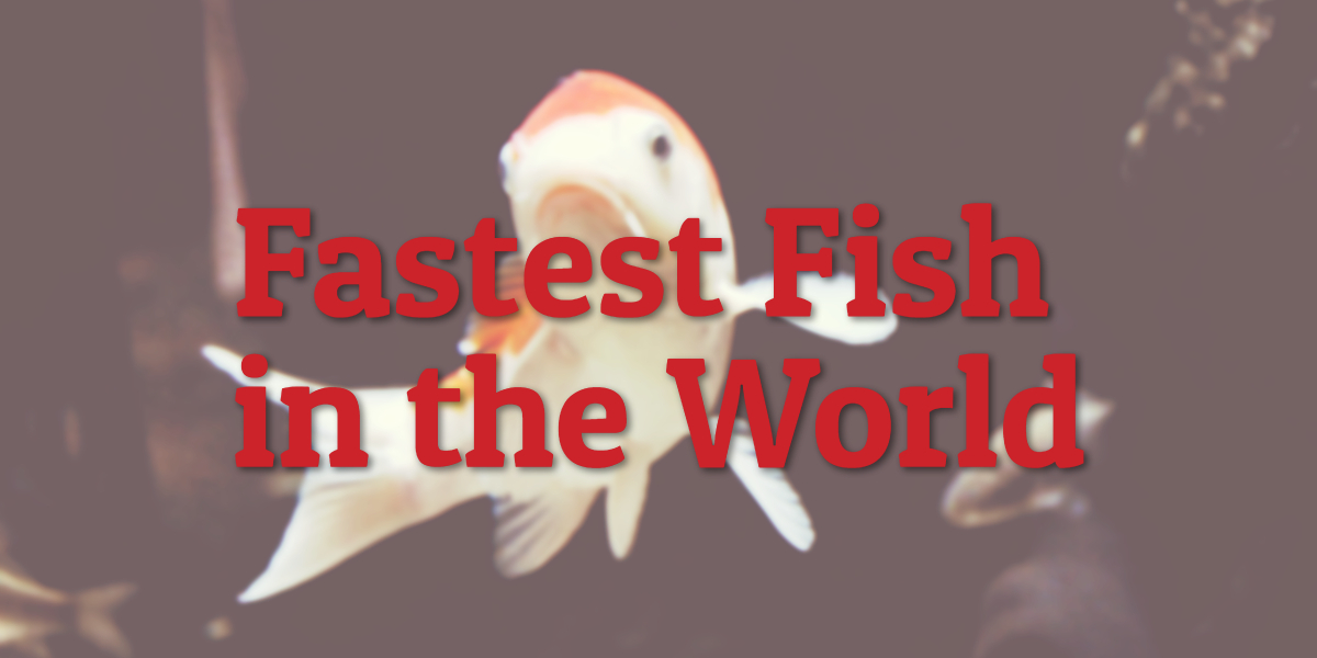 Fastest Fish in the World