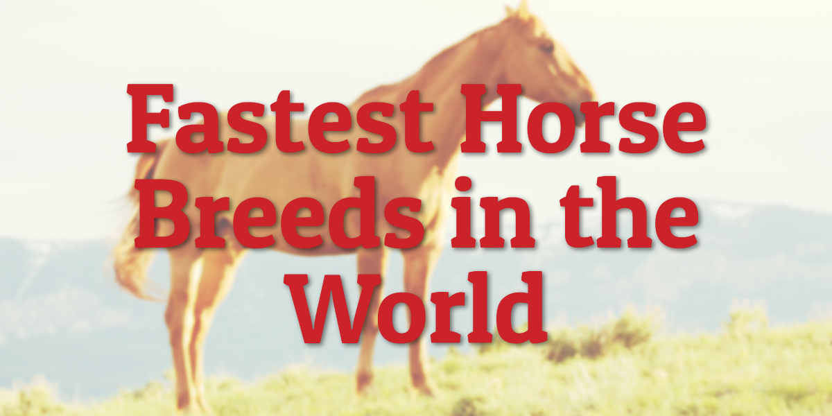 Fastest Horse Breeds in the World