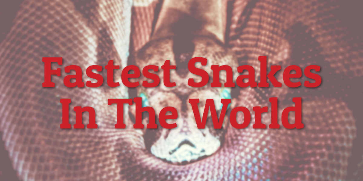 Fastest Snakes In The World