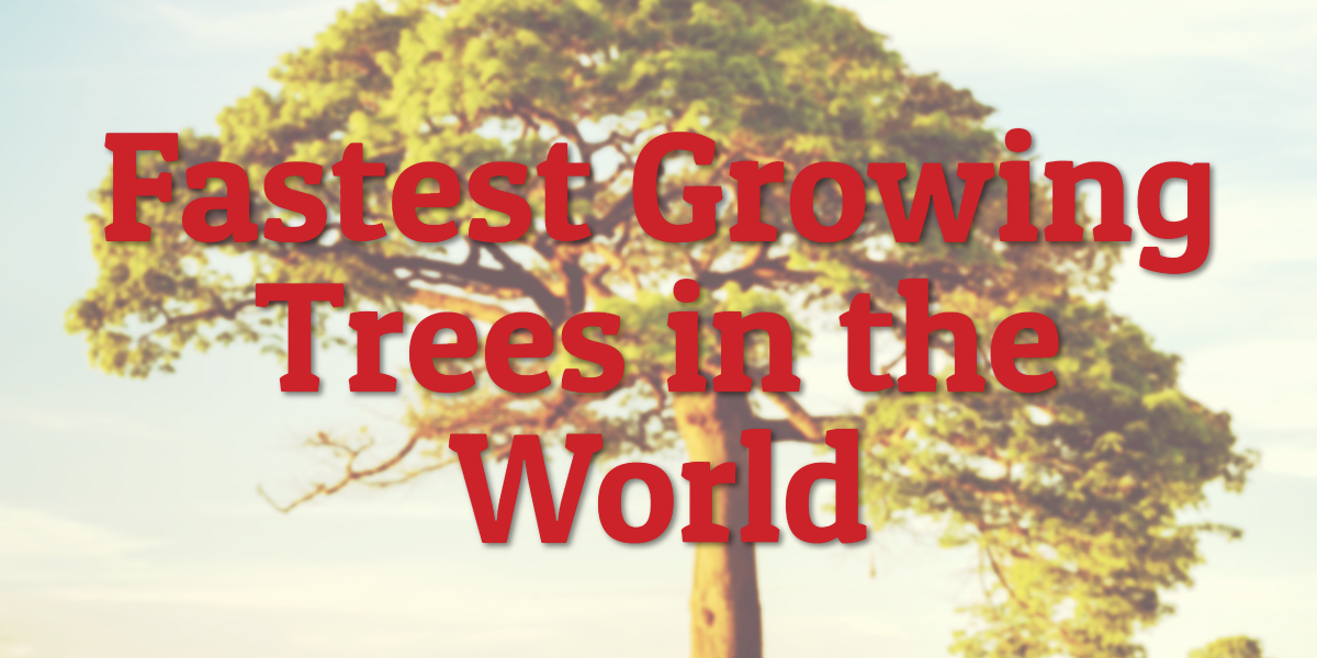 Fastest Growing Trees in the World