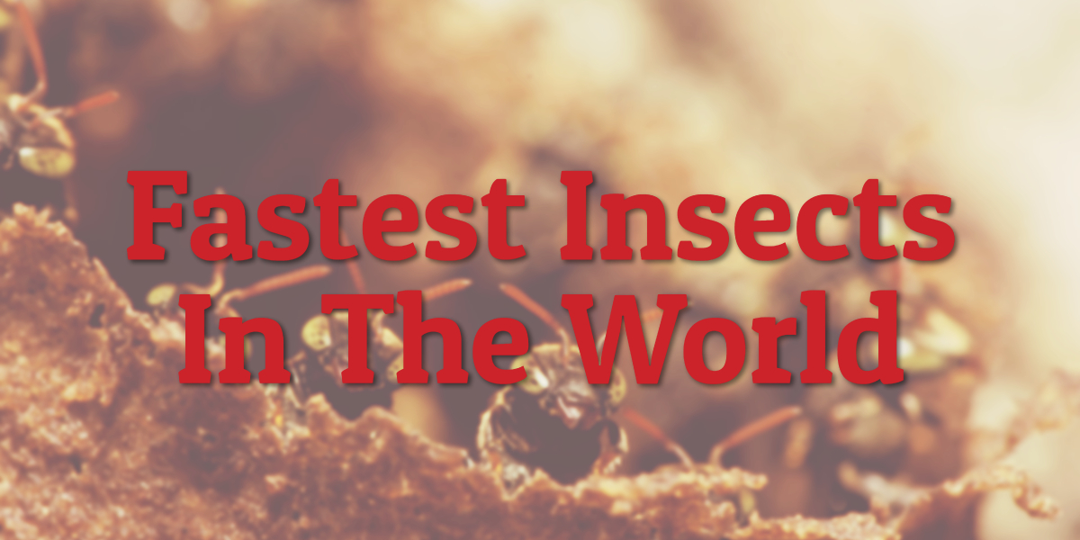 Fastest Insects In The World