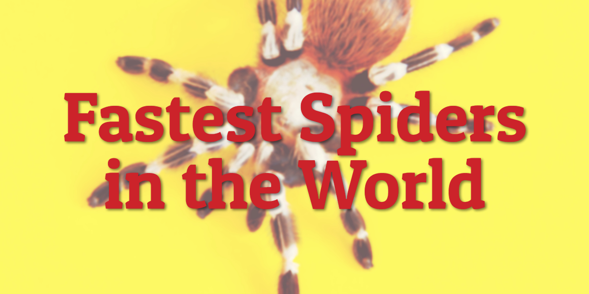 Fastest Spiders in the World